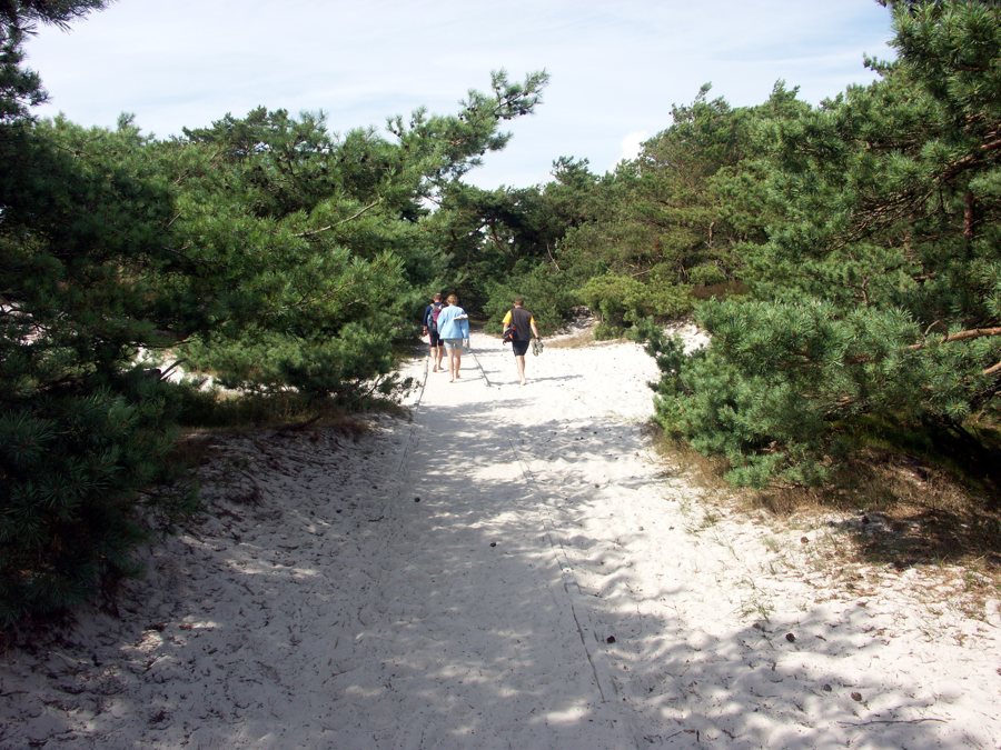 Spaziergänger auf sandigem Weg durch einen Kiefernwald